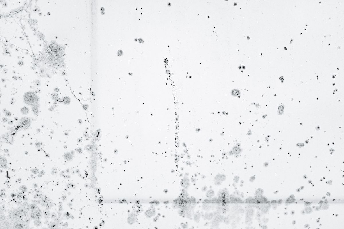 Black mold growth spreading across an interior wall of a home